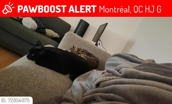 Lost Female Cat last seen Parc Laurier, Montréal, QC H2J 1G7