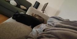 Lost Female Cat last seen Parc Laurier, Montréal, QC H2J 1G7