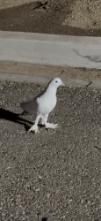 Found/Stray Unknown Bird last seen Coors & Rio Bravo at AMC Movie Theater, Albuquerque, NM 87106