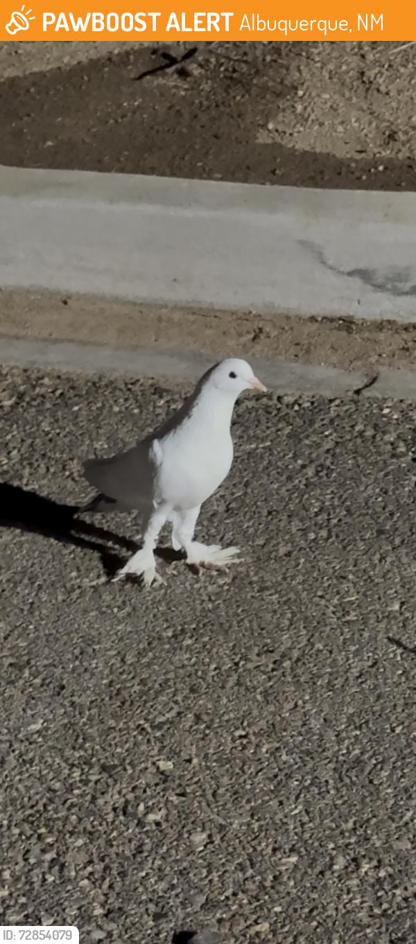 Found/Stray Unknown Bird last seen Coors & Rio Bravo at AMC Movie Theater, Albuquerque, NM 87106