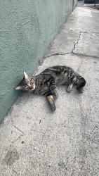Lost Male Cat last seen Jackson Ave Near Big Saverz, Rosemead, CA 91770