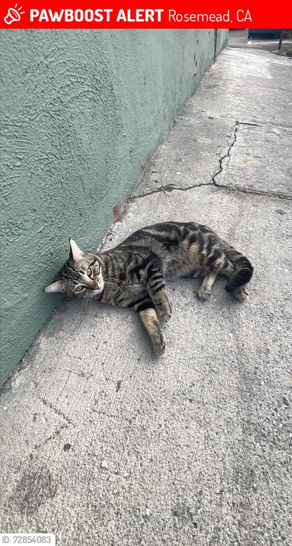 Lost Male Cat last seen Jackson Ave Near Big Saverz, Rosemead, CA 91770