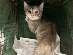 Shelter Stray Female Cat last seen , Los Angeles, CA 91405