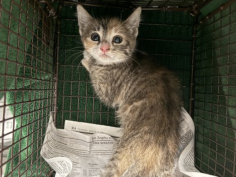 Shelter Stray Female Cat last seen , Los Angeles, CA 91405
