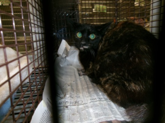 Shelter Stray Female Cat last seen , Los Angeles, CA 91405