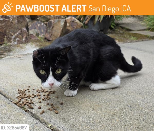 Found/Stray Unknown Cat last seen W. San Raphael Drive, San Diego, CA 92130