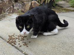 Found/Stray Unknown Cat last seen W. San Raphael Drive, San Diego, CA 92130