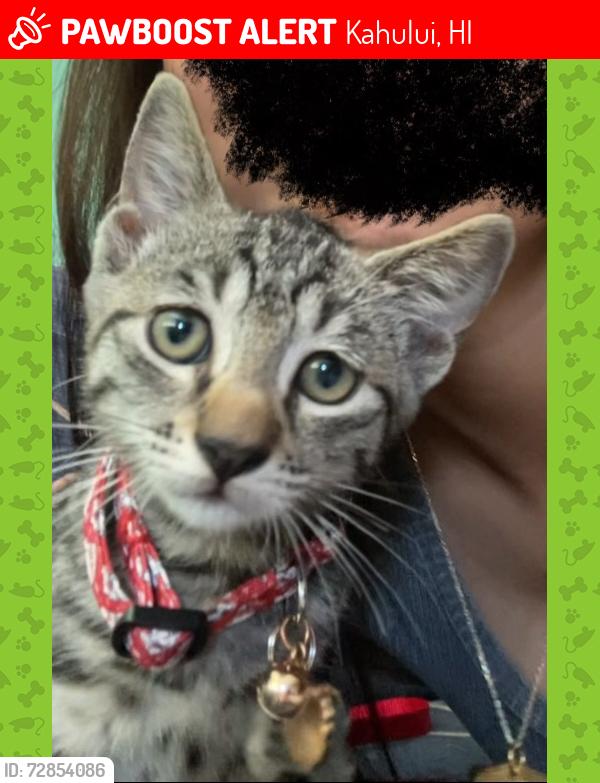 Lost Male Cat last seen Main road, Kahului, HI 96732