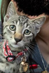 Lost Male Cat last seen Main road, Kahului, HI 96732