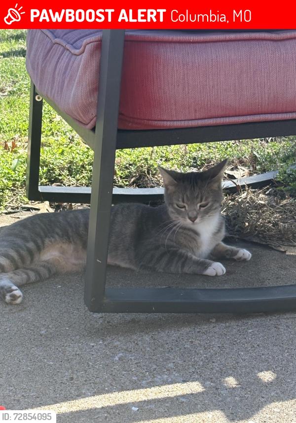 Lost Female Cat last seen Shepard Neighborhood , Columbia, MO 65201