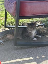 Lost Female Cat last seen Shepard Neighborhood , Columbia, MO 65201