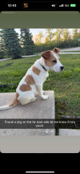 Found/Stray Male Dog last seen N German Church Rd & E 42nd St Indianapolis, IN  46235 United States, Oaklandon, IN 46235
