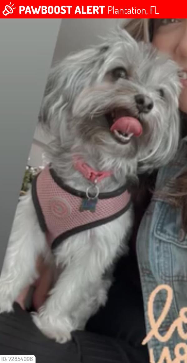 Lost Female Dog last seen Commodore Drive and 5th street, Plantation, FL 33325