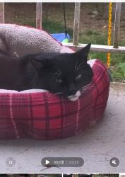 Found/Stray Unknown Cat last seen Keelers korner, Lynnwood, WA 98087