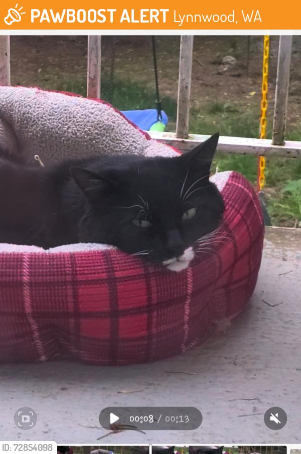 Found/Stray Unknown Cat last seen Keelers korner, Lynnwood, WA 98087