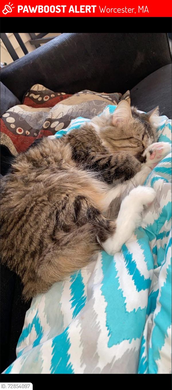 Lost Male Cat last seen Crompton Park Area, Worcester, MA 01610
