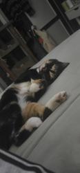 Lost Female Cat last seen 82nd, Portland, OR 97220
