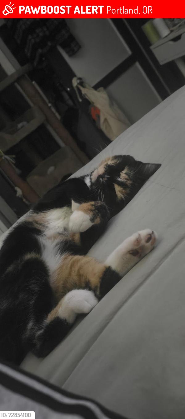 Lost Female Cat last seen 82nd, Portland, OR 97220