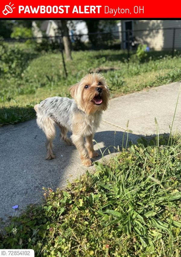 Lost Male Dog last seen Adelite and Jerome , Dayton, OH 45417