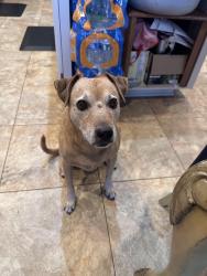 Lost Male Dog last seen Arch Bluff, San Antonio, TX 78216
