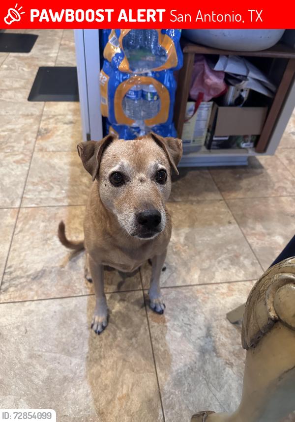 Lost Male Dog last seen Arch Bluff, San Antonio, TX 78216