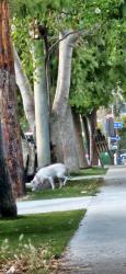 Found/Stray Unknown Dog last seen Between Olympic and Berendo Middle School, Los Angeles, CA 90006