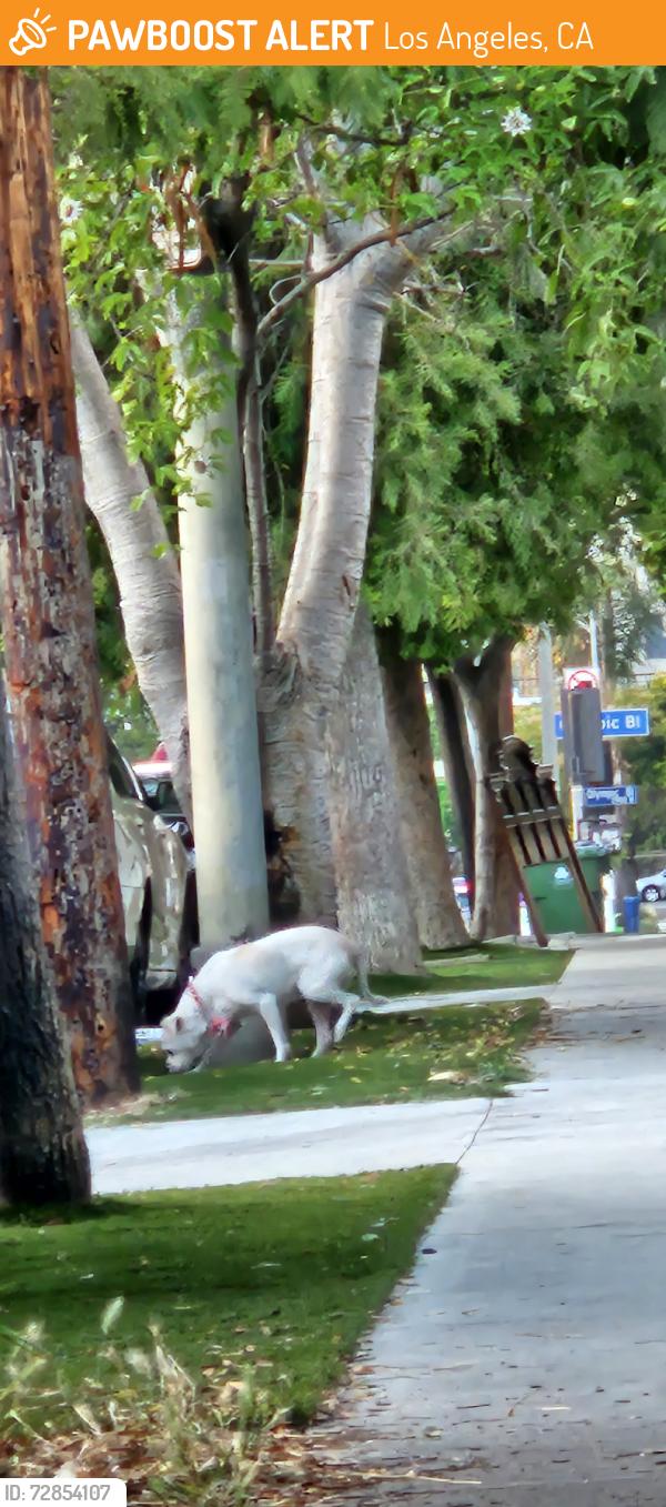 Found/Stray Unknown Dog last seen Between Olympic and Berendo Middle School, Los Angeles, CA 90006