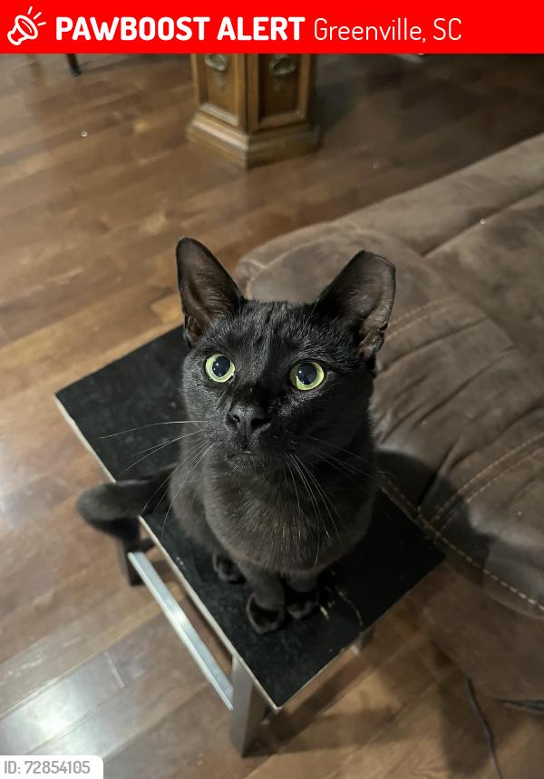 Lost Male Cat last seen Blue ridge, Greenville, SC 29609