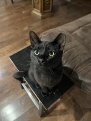 Lost Male Cat last seen Blue ridge, Greenville, SC 29609