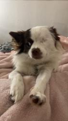 Lost Female Dog last seen Near bairnsdale way sac 95826, Sacramento, CA 95826