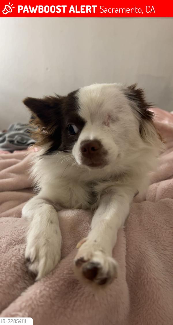 Lost Female Dog last seen Near bairnsdale way sac 95826, Sacramento, CA 95826