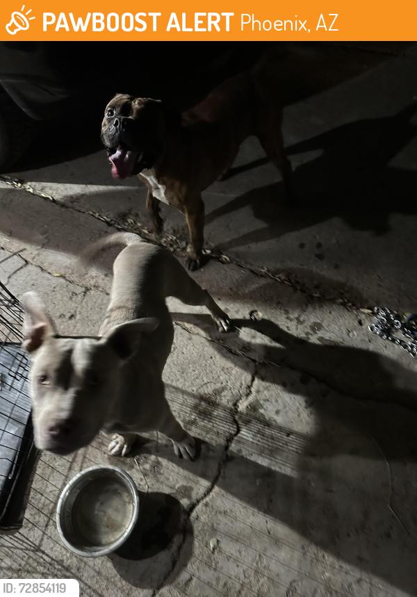 Found/Stray Male Dog last seen Chambers , Phoenix, AZ 85041
