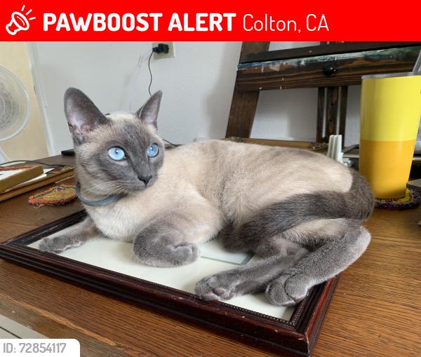 Lost Female Cat last seen Central Park and the Library , Colton, CA 92324