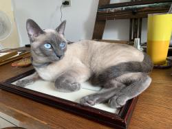 Lost Female Cat last seen Central Park and the Library , Colton, CA 92324