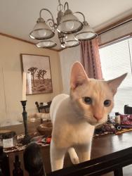 Lost Male Cat last seen Irvington and county club, Tucson, AZ 85706