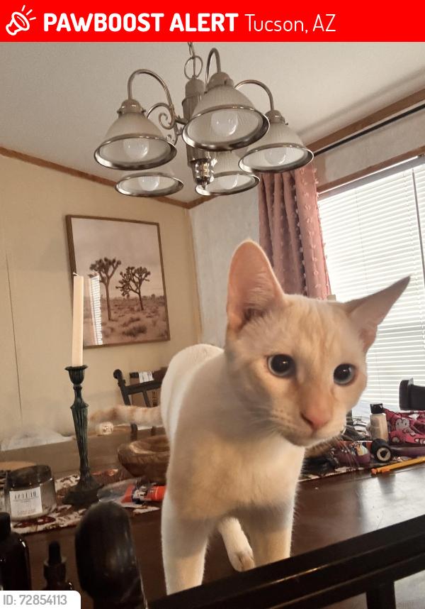 Lost Male Cat last seen Irvington and county club, Tucson, AZ 85706