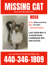 Lost Female Cat last seen  Near fairbridge inn and suites, Willoughby, OH 44094