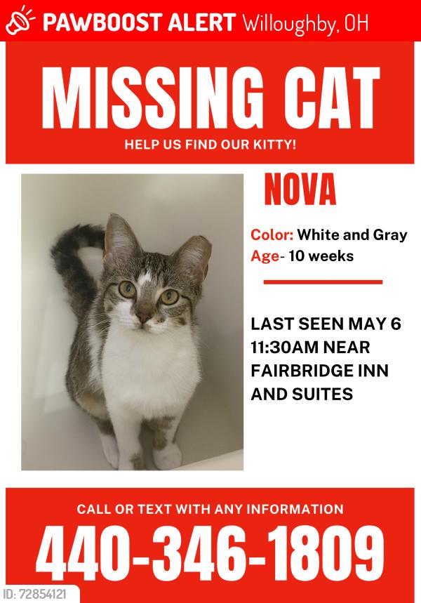 Lost Female Cat last seen  Near fairbridge inn and suites, Willoughby, OH 44094