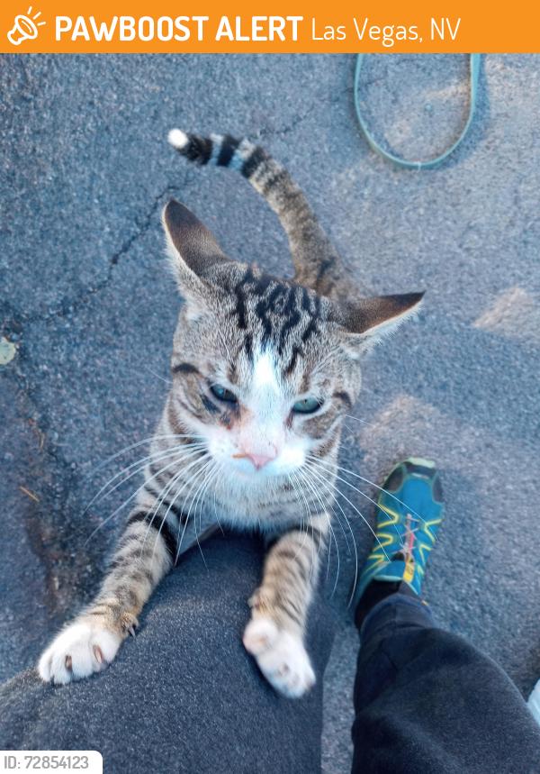 Found/Stray Female Cat last seen Flamingo and Mountain Vista , Las Vegas, NV 89121