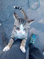 Found/Stray Female Cat last seen Flamingo and Mountain Vista , Las Vegas, NV 89121
