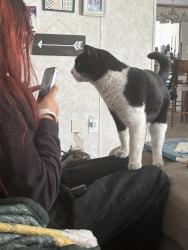 Lost Male Cat last seen Irvington & county club, Tucson, AZ 85706