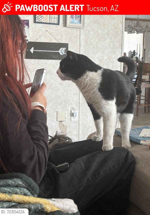 Lost Male Cat last seen Irvington & county club, Tucson, AZ 85706