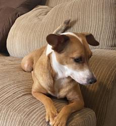 Lost Female Dog last seen Near west poplar st, San Antonio, TX 78207