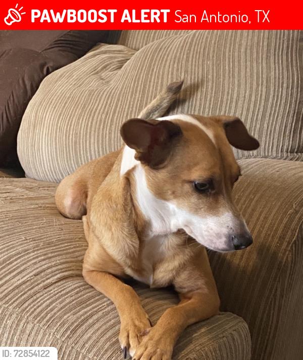 Lost Female Dog last seen Near west poplar st, San Antonio, TX 78207