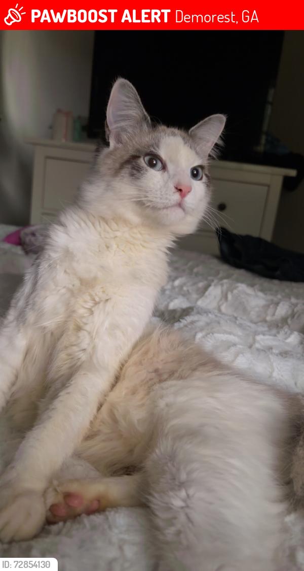 Lost Female Cat last seen I found her on the Facebook page someone has found her 😭, Demorest, GA 30535