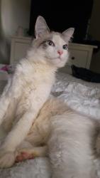 Lost Female Cat last seen I found her on the Facebook page someone has found her 😭, Demorest, GA 30535