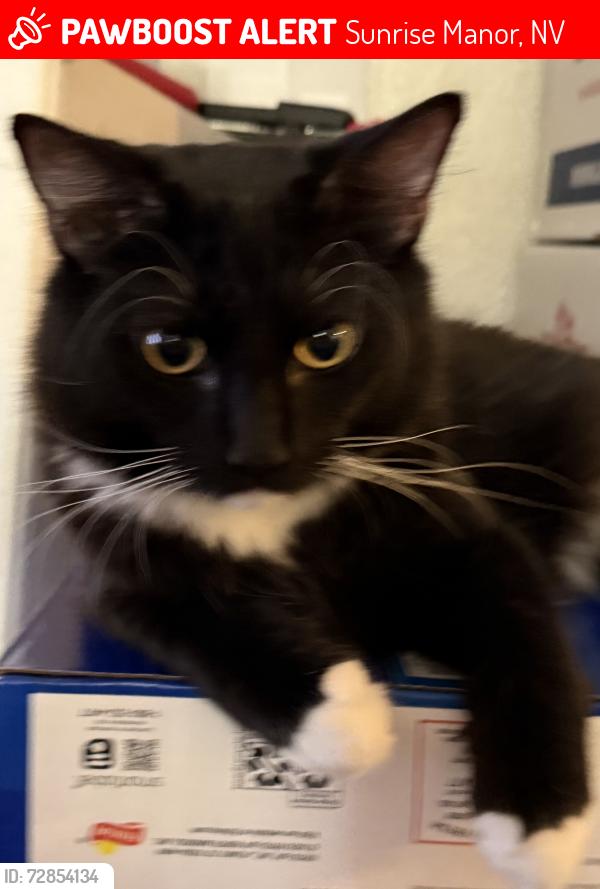Lost Male Cat last seen Haleakala Dr/Big Horn Canyon Parkway, Sunrise Manor, NV 89122
