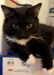Lost Male Cat last seen Haleakala Dr/Big Horn Canyon Parkway, Sunrise Manor, NV 89122