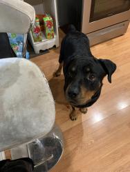 Lost Female Dog last seen Near e locust , Milwaukee, WI 53212