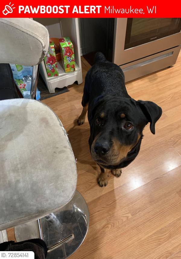 Lost Female Dog last seen Near e locust , Milwaukee, WI 53212